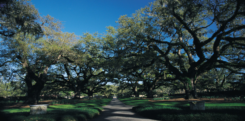 brookgreen gardens trees