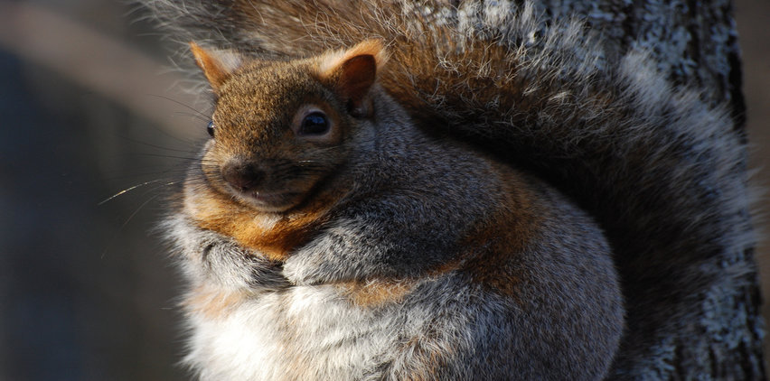 fat squirrel with belly fat