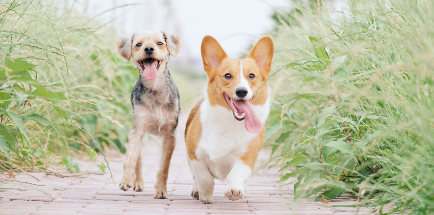 Dog's running on a path