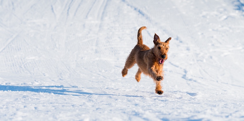 A dog running in the snow.