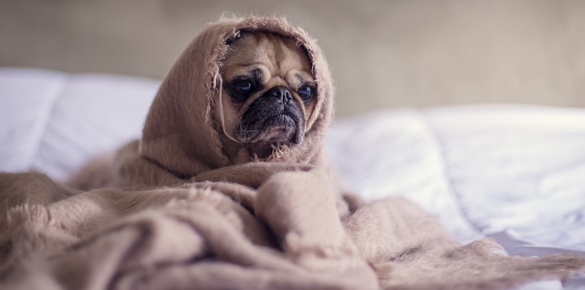 A pug in bed