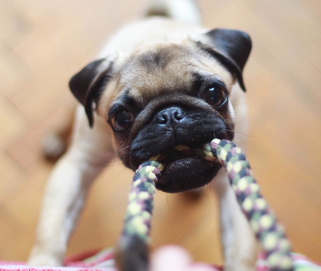 A pug playing tug-of-war