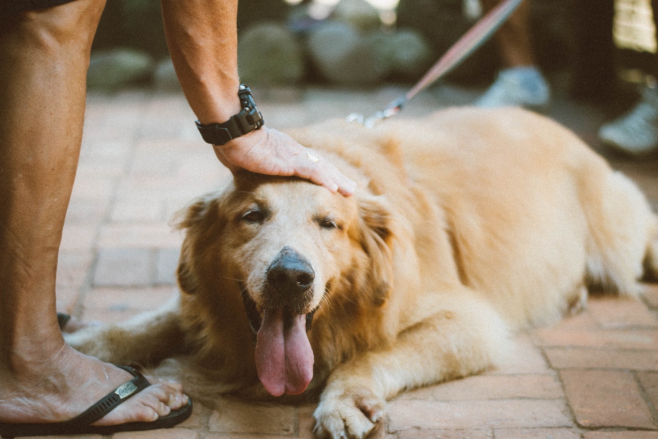 A golden retriever panting on the ground.