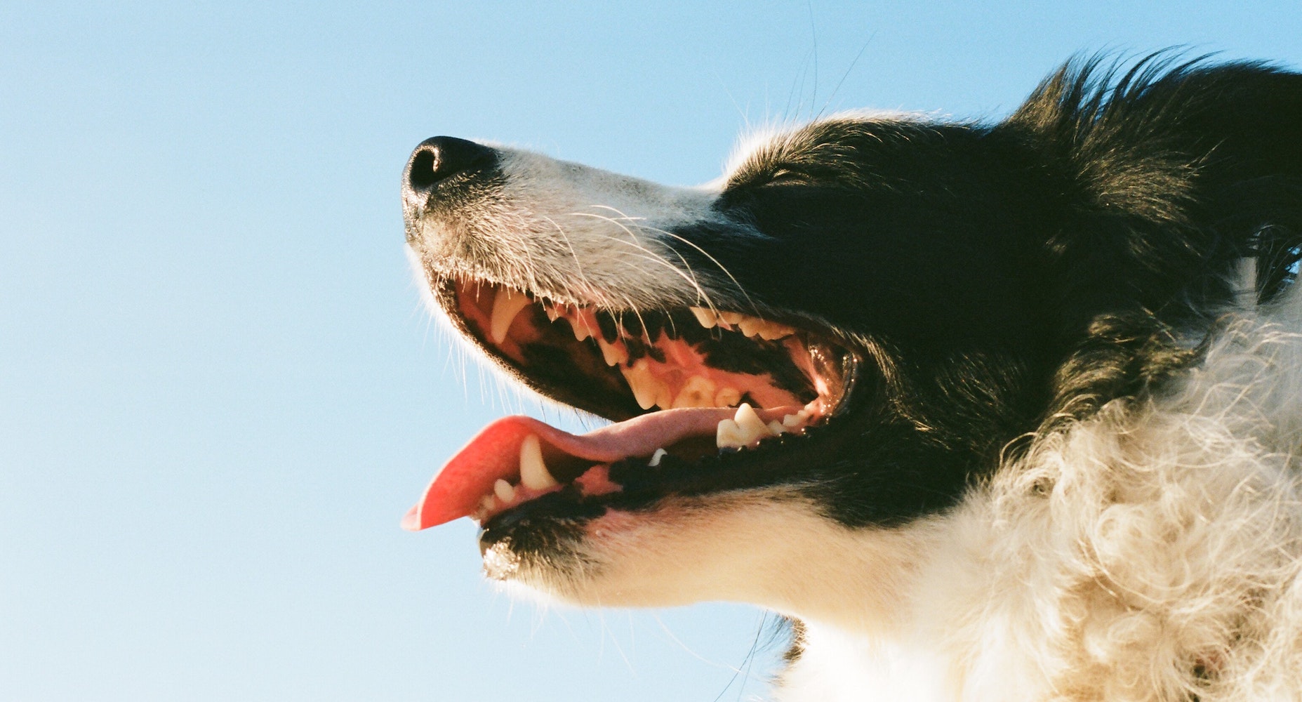 A dog smiling and showing off its teeth.