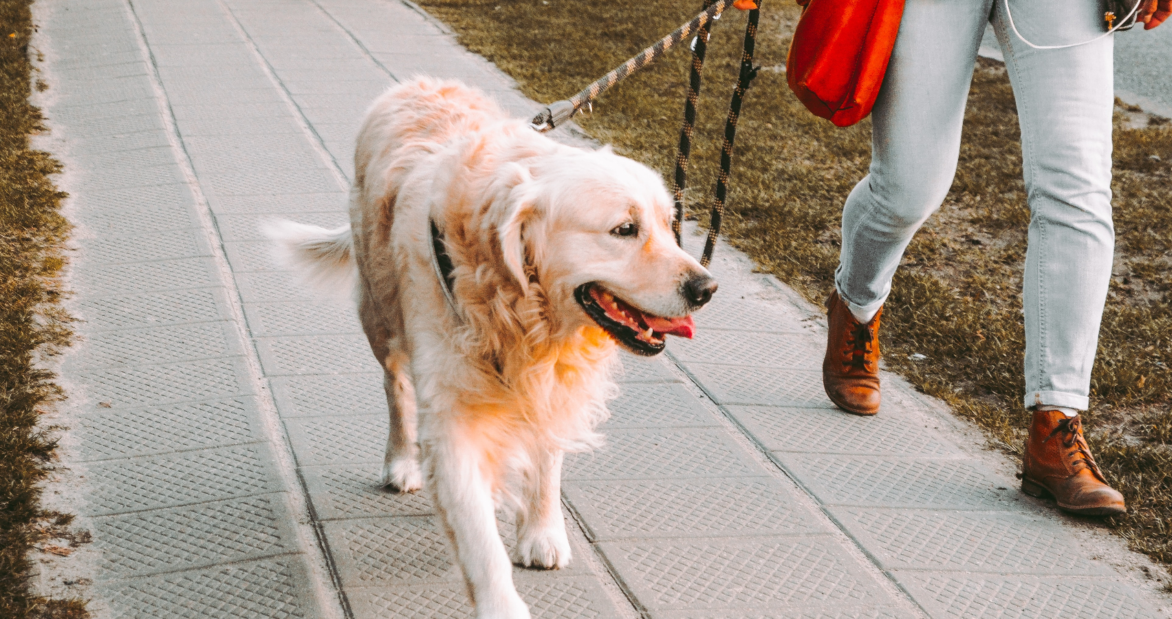 A dog walking on a leash.